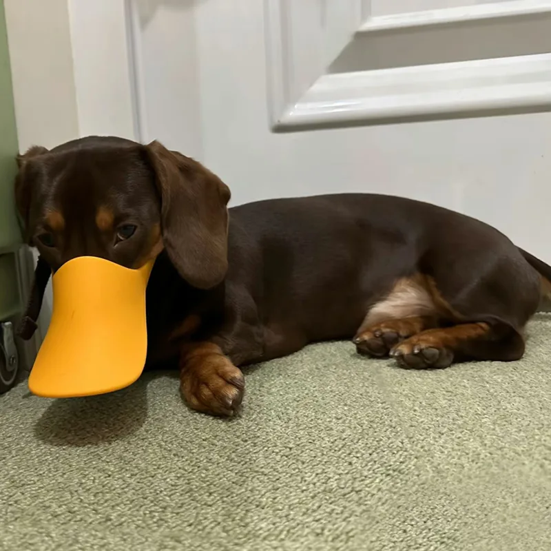 Dog Silicone Duck Muzzle For W - Dog Muzzle Silicone 评论和价格