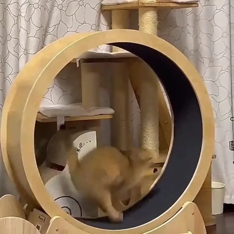 Cat fitness wheel indoor toy c - Interactive Cat Toy 评论和价格